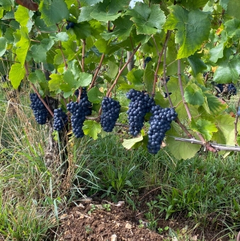 Du coté de la vigne - Été 2025