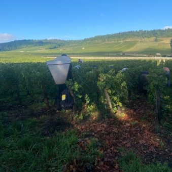 Vendanges 2025