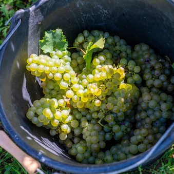 Du coté de la vigne- Automne 2025