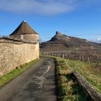 Du coté de la vigne