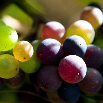 Du coté de la vigne